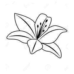 Lilie Ausmalbild #182403 zum Ausdrucken und Ausmalen