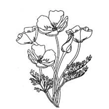 Malvorlage Mohn als Strauß mit Knospen und Blättern