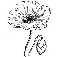 Malvorlage Mohn in voller Blüte mit geschlossener Knospe