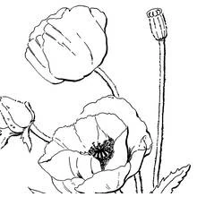 Malvorlage Mohnblüten mit Samenkapsel