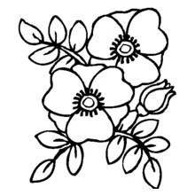 Malvorlage Mohn als Blumenstrauß mit Blättern und Knospe