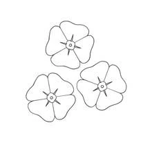 Malvorlage Mohn in dreifacher Blüte
