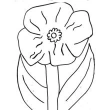 Malvorlage Mohn mit großen aufgeblühten Blütenblättern