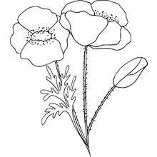 Malvorlage Mohnblumen mit einer Knospe