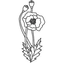 Malvorlage Mohnblume mit Knospen und Blättern
