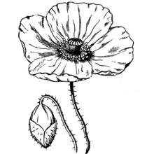 Malvorlage Mohn in voller Blüte mit geschlossener Knospe