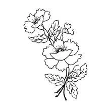 Malvorlage Mohn mit zwei Blüten und Blättern am Zweig