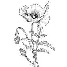 Malvorlage Mohnblume in voller Blüte