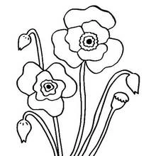 Malvorlage Blühender Mohn mit Knospen