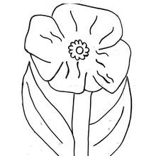 Malvorlage Mohn in voller Blüte mit großen Blütenblättern