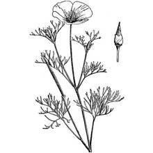 Malvorlage Mohn mit Blüte und feinem Laub