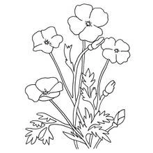 Malvorlage Mohn in Blüte an hohen Stängeln