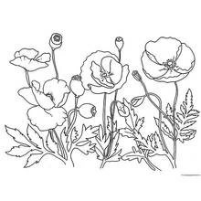 Malvorlage Mohn im blühenden Garten