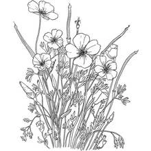 Malvorlage Mohn blühend in einem wilden Garten