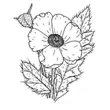 Malvorlage Mohn in voller Blüte mit Knospe und Blättern