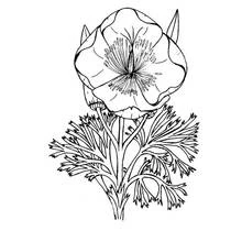 Malvorlage Mohnblume in voller Blüte