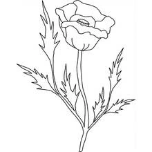 Malvorlage Mohn mit spitzen Blättern