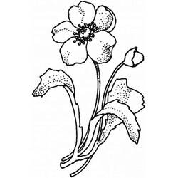 Malvorlage Mohnblume mit Knospe und Blättern