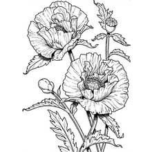 Malvorlage Mohn in voller Blüte mit Knospen