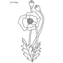 Malvorlage Mohn in voller Blüte mit Samenkapseln