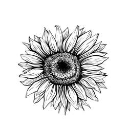 Sonnenblume Ausmalbild #171033 zum Ausdrucken und Ausmalen