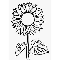 Sonnenblume Ausmalbild #171054 zum Ausdrucken und Ausmalen