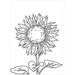 Sonnenblume Ausmalbild #171055 zum Ausdrucken und Ausmalen