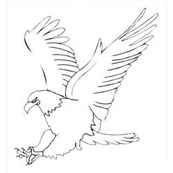Malvorlage Adler im Flug mit ausgebreiteten Flügeln
