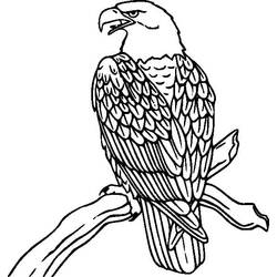 Malvorlage Adler sitzt auf einem Ast