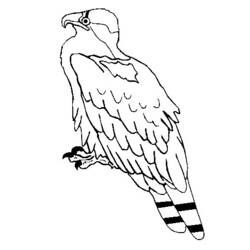 Malvorlage Adler mit angelegten Flügeln sitzend