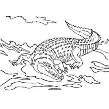 Malvorlage Alligator im Wasser kriechend