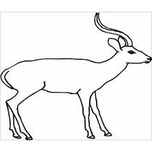 Antilope - Kostenlose Ausmalbilder zum Ausdrucken