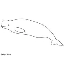 Beluga - Kostenlose Ausmalbilder zum Ausdrucken