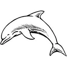 Delfin - Kostenlose Ausmalbilder zum Ausdrucken