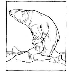 Malvorlage Eisbär stehend auf einer Eisscholle