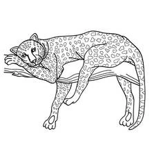 Malvorlage Gepard ruht auf einem Ast Malvorlage Gepard ruht auf einem Ast