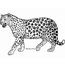 Gepard - Kostenlose Ausmalbilder zum Ausdrucken