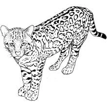 Malvorlage Gepard mit angehobener Pfote und Rosetten Malvorlage Gepard mit angehobener Pfote und Rosetten