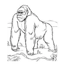 Malvorlage Gorilla läuft über die Wiese