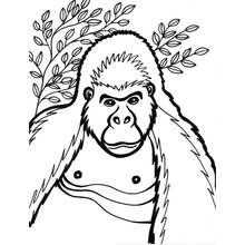 Malvorlage Gorilla zwischen Blätterzweigen