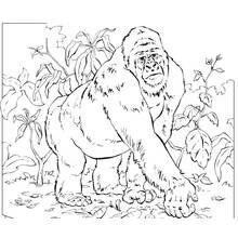 Malvorlage Gorilla auf allen Vieren im Dschungel