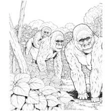 Malvorlage Gorilla-Familie beim Gang durch den Dschungel