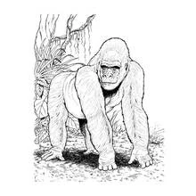 Malvorlage Gorilla steht im Dschungel