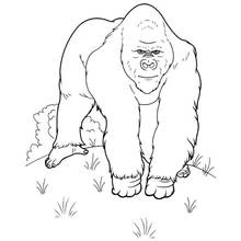 Malvorlage Gorilla auf allen vieren gehend