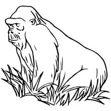 Malvorlage Gorilla sitzt im hohen Gras