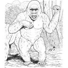 Malvorlage Gorilla trommelt sich auf die Brust im Dschungel