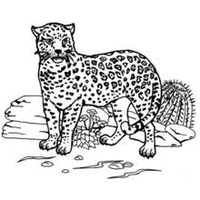 Jaguar - Kostenlose Ausmalbilder zum Ausdrucken