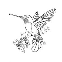 Kolibri - Kostenlose Ausmalbilder zum Ausdrucken