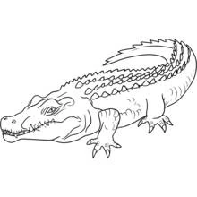 Krokodil - Kostenlose Ausmalbilder zum Ausdrucken