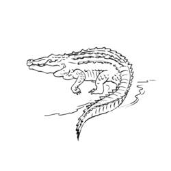 Malvorlage Krokodil schwimmt im Wasser